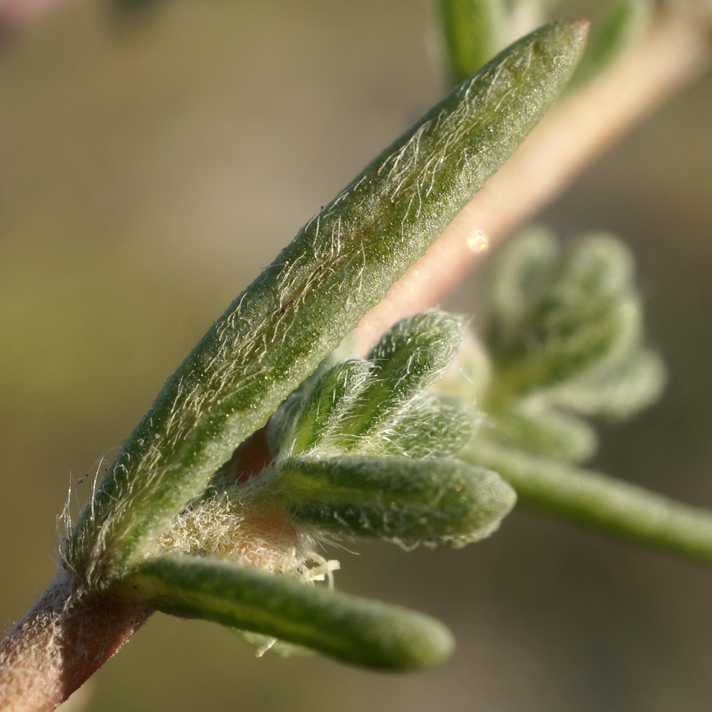 Изображение особи Bassia laniflora.