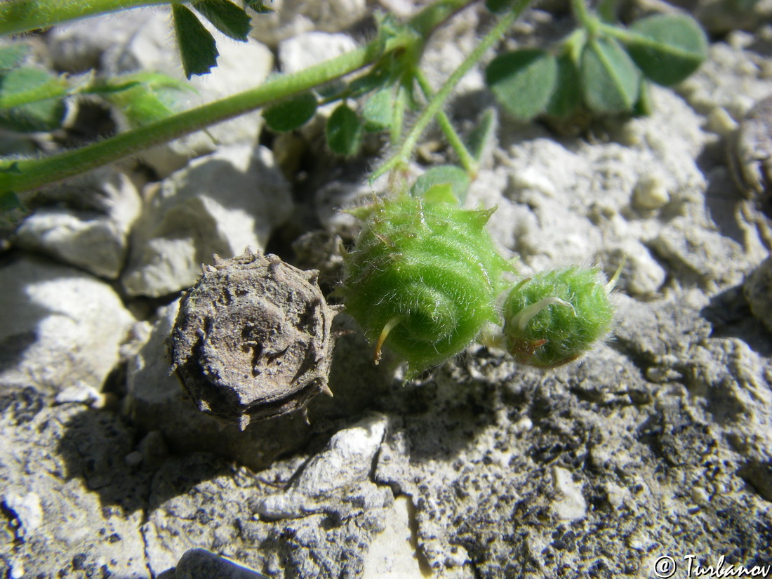 Image of Medicago rigidula specimen.