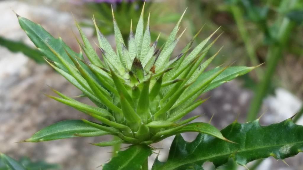 Изображение особи Cirsium rhinoceros.