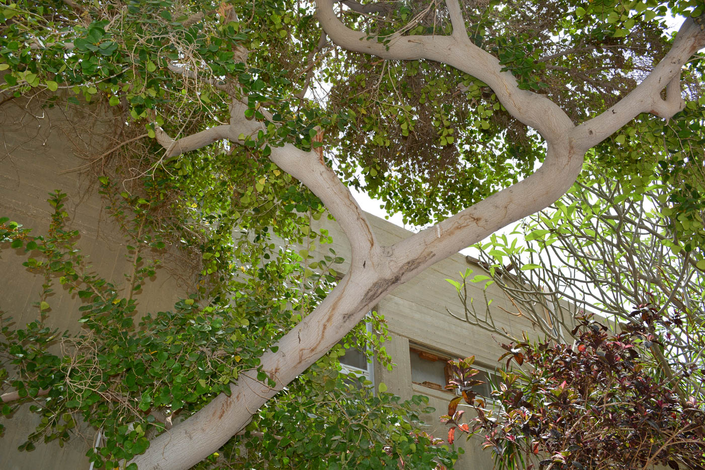 Image of Ficus deltoidea specimen.