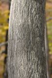 Carpinus cordata. Кора взрослого дерева. Приморский край, окр. Владивостока, широколиственный лес. 14.10.2017.