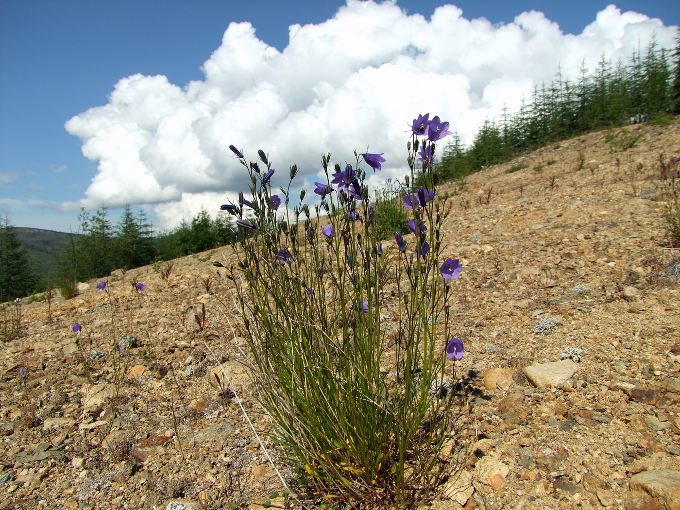 Image of Campanula rotundifolia specimen.