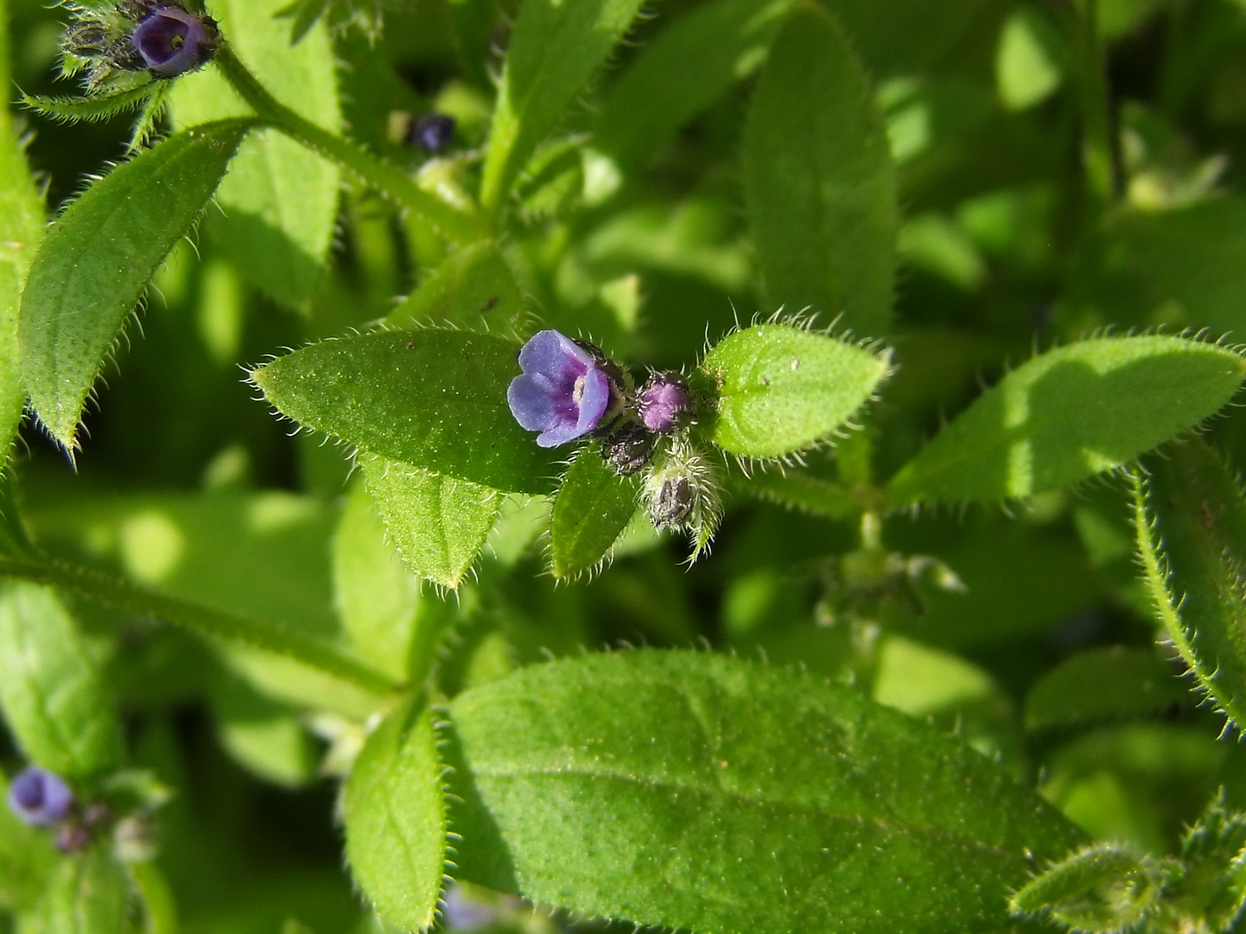 Изображение особи Asperugo procumbens.