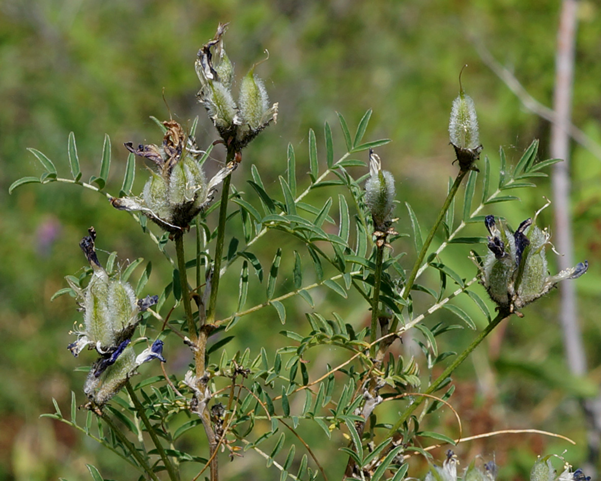 Image of Astragalus suffruticosus specimen.