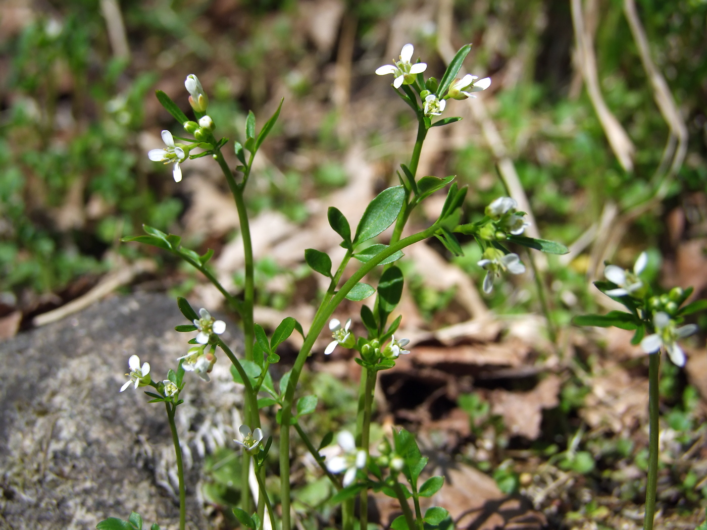 Image of Cardamine umbellata specimen.