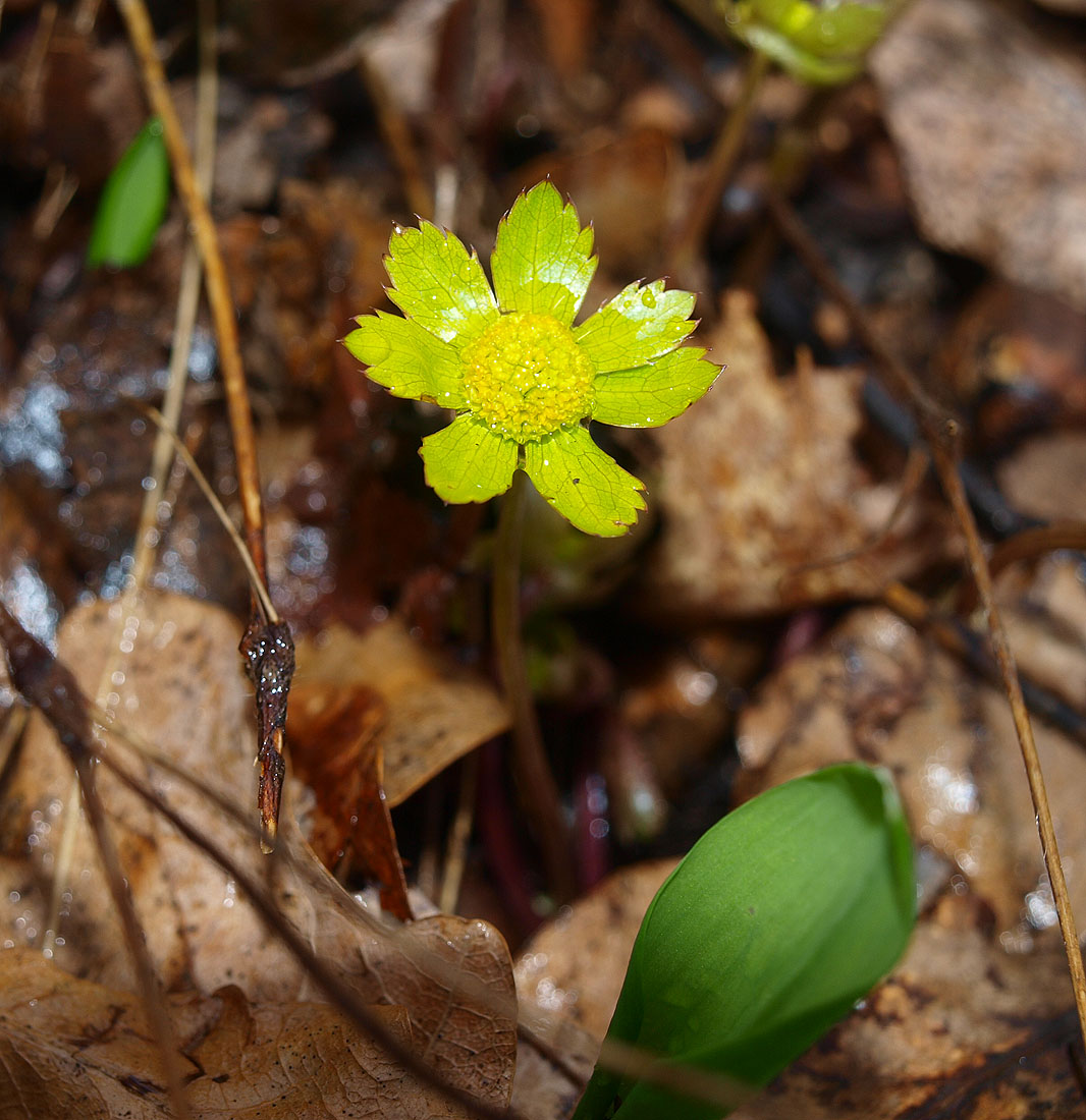 Image of Hacquetia epipactis specimen.