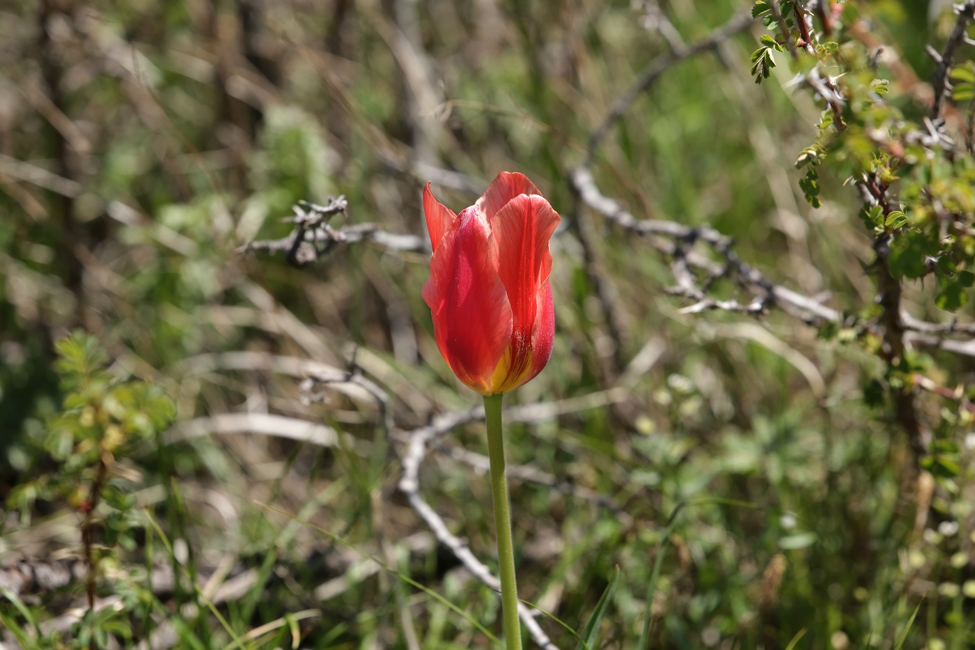 Image of genus Tulipa specimen.