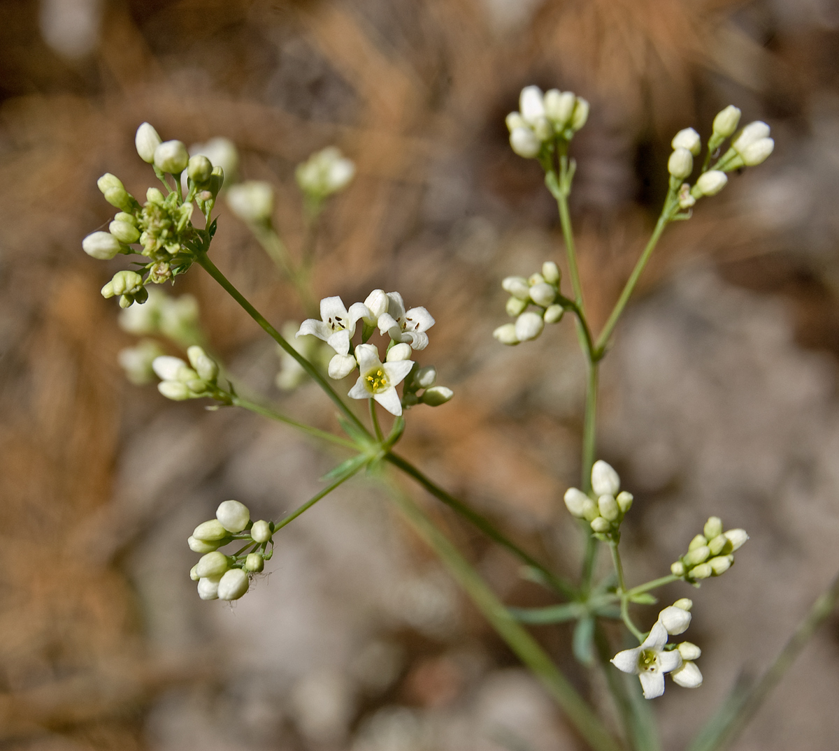 Изображение особи Galium octonarium.