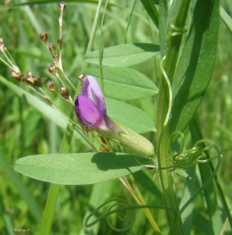 Image of Vicia sativa specimen.