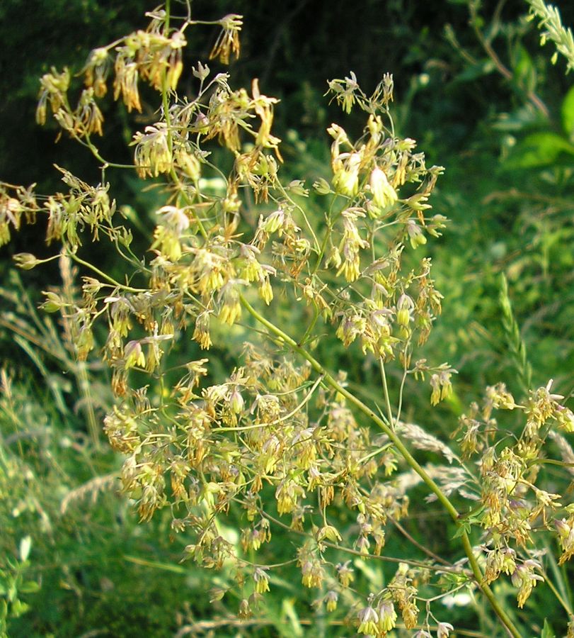 Image of Thalictrum minus specimen.