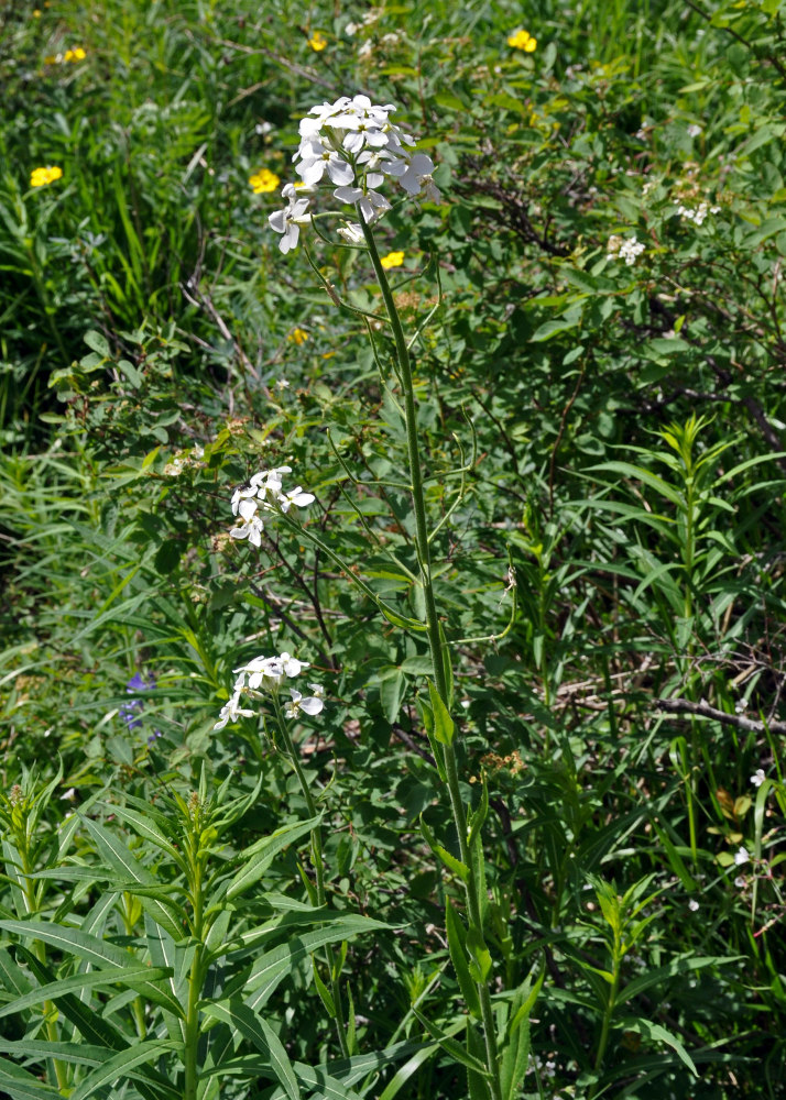 Image of Hesperis sibirica ssp. pseudonivea specimen.