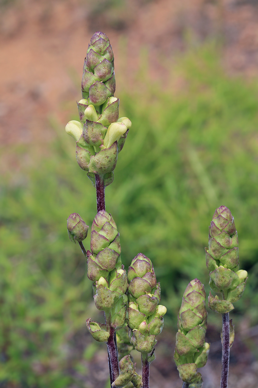 Image of Pedicularis sceptrum-carolinum specimen.