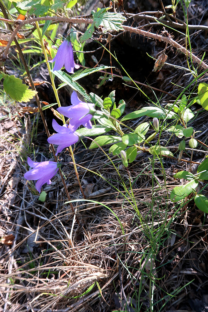 Image of Campanula rotundifolia specimen.