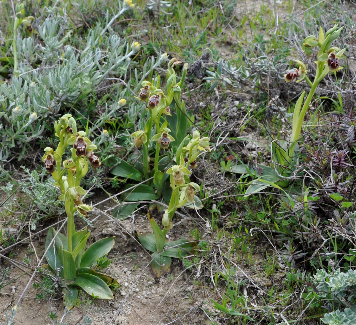 Изображение особи Ophrys flavomarginata.