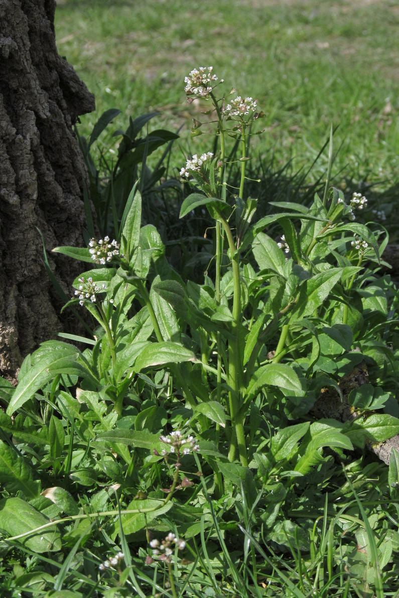 Image of Capsella bursa-pastoris specimen.