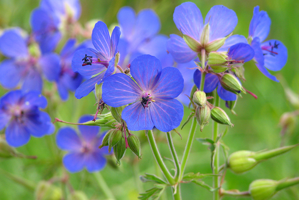 Image of Geranium pratense specimen.