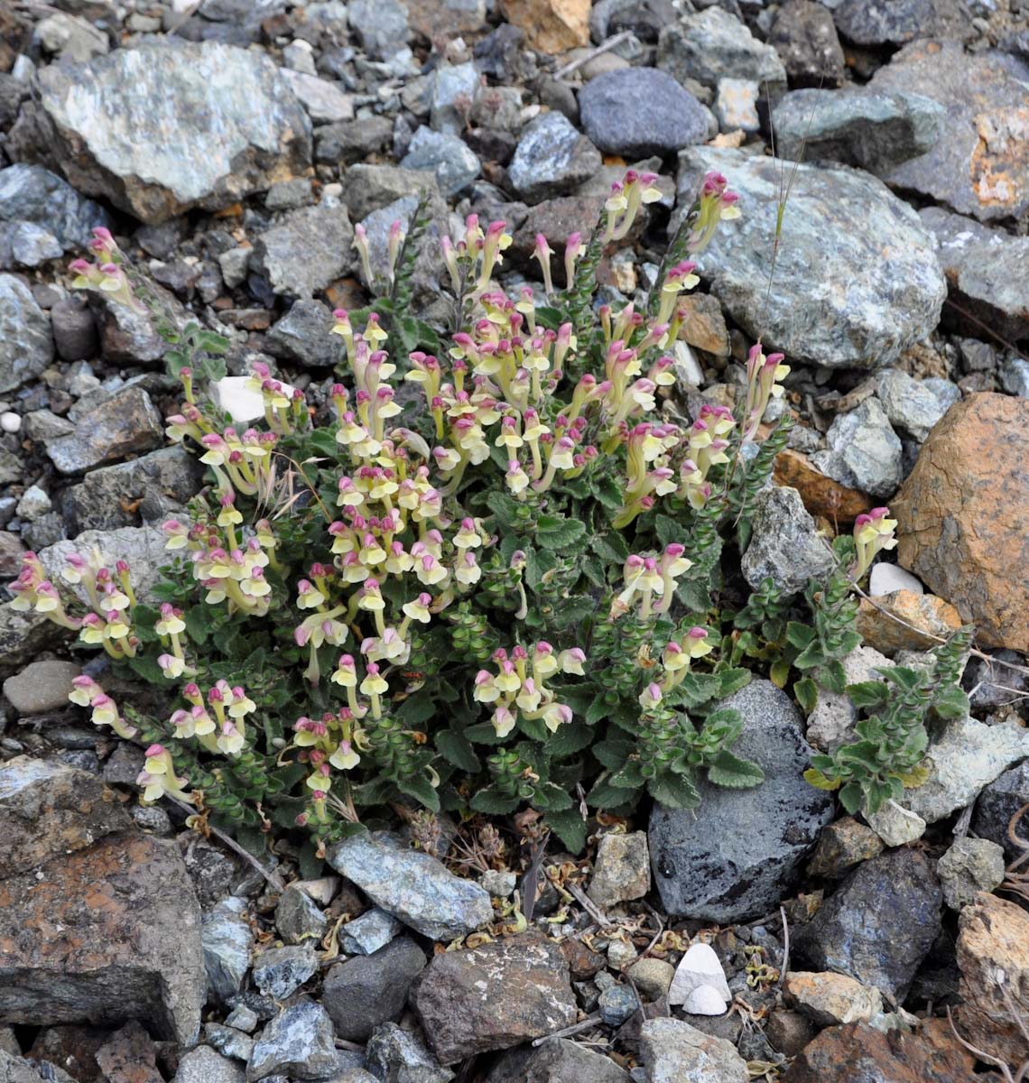 Image of Scutellaria cypria specimen.