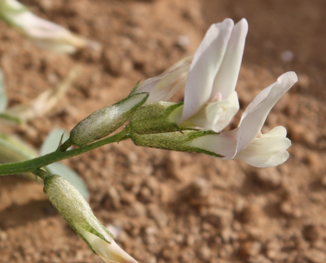 Image of Astragalus permiensis specimen.