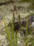 Смотреть изображение Carex bigelowii