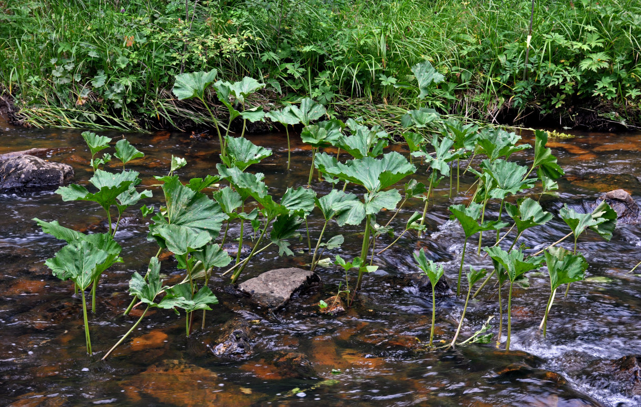 Изображение особи Petasites radiatus.