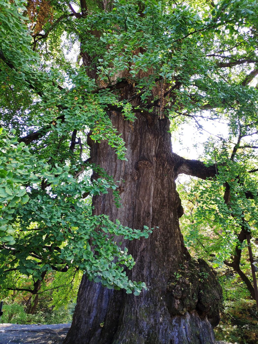 Image of Ginkgo biloba specimen.