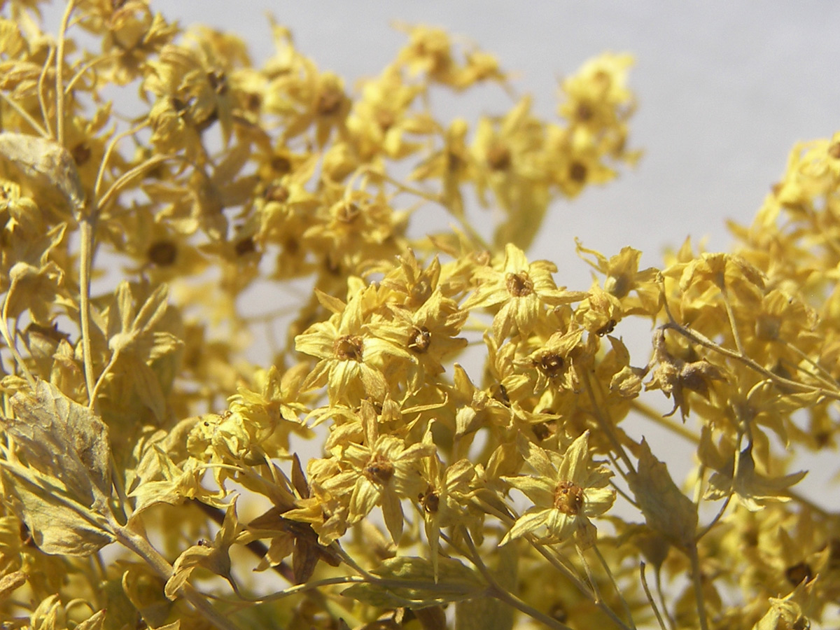 Изображение особи Alchemilla urceolata.