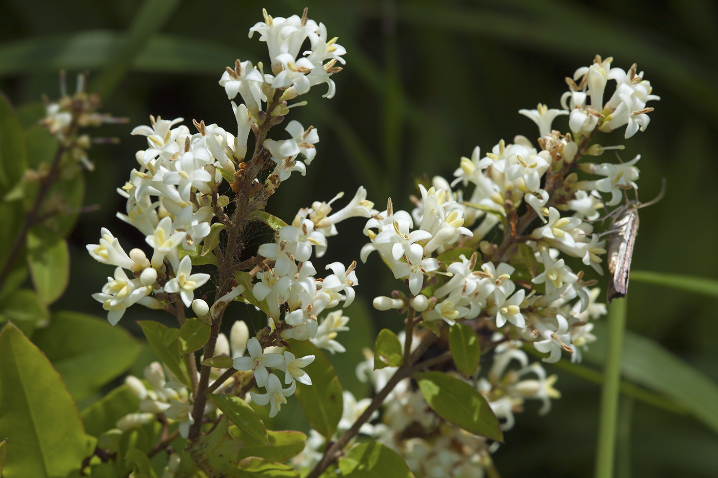 Image of Ligustrum yezoense specimen.