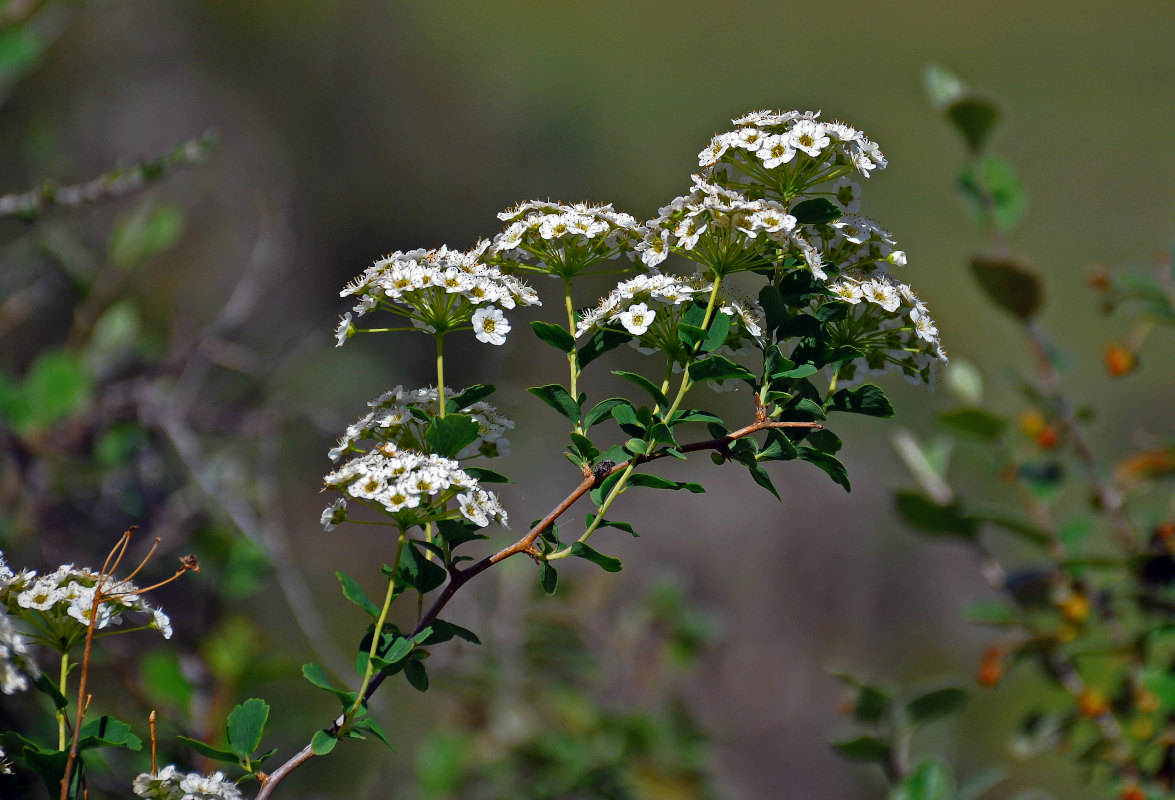 Image of Spiraea trilobata specimen.