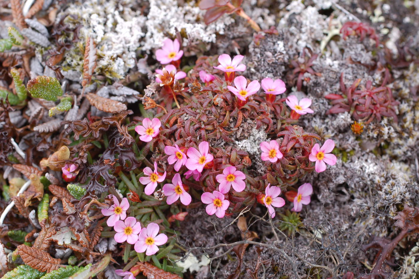 Изображение особи Douglasia ochotensis.