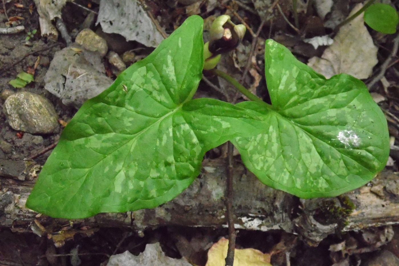 Image of Arum maculatum specimen.