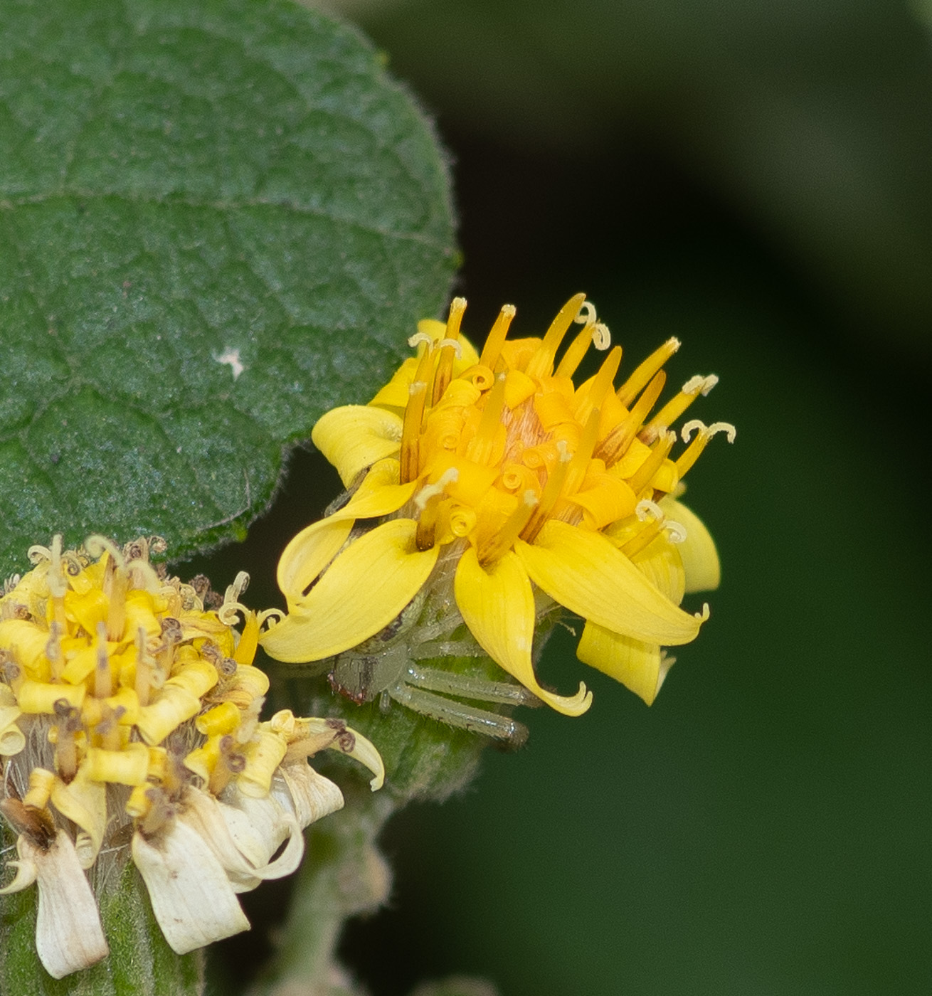 Image of Jungia paniculata specimen.