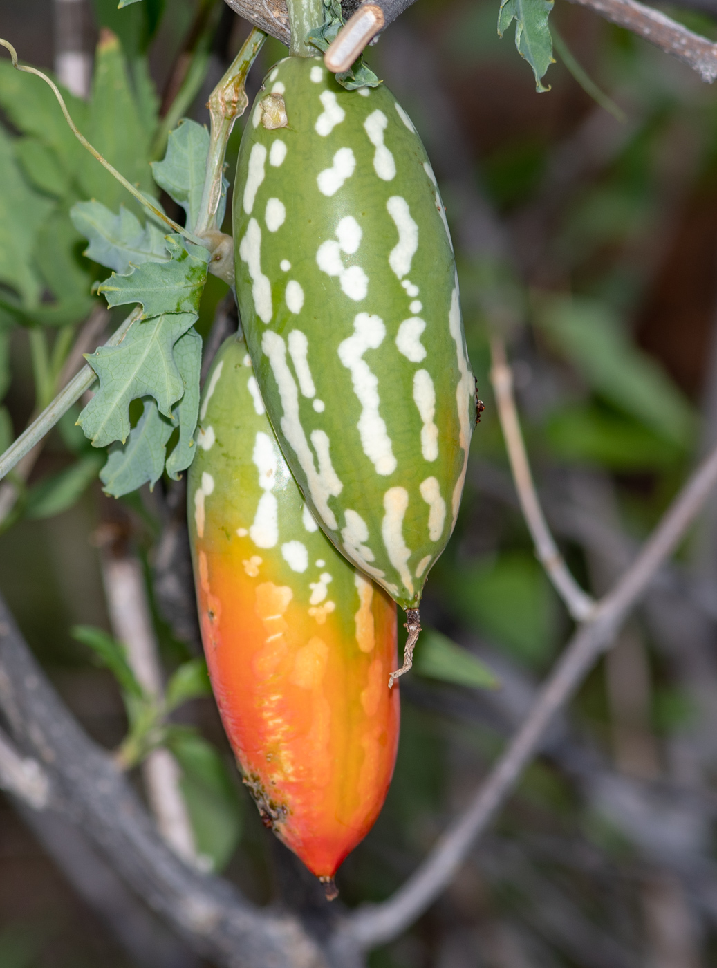 Image of Coccinia sessilifolia specimen.