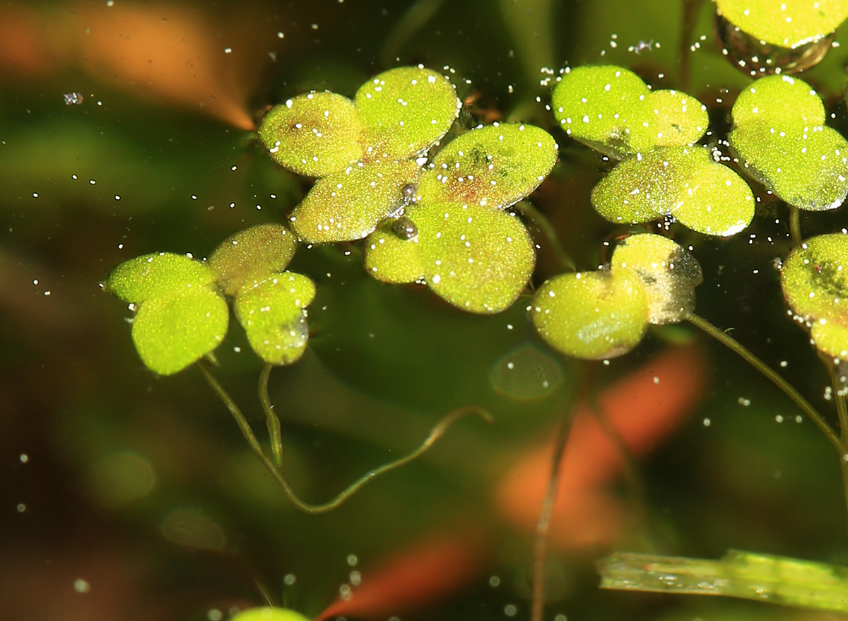 Image of Lemna japonica specimen.