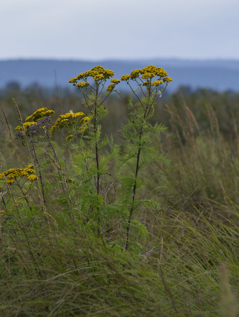 Image of Tanacetum vulgare specimen.