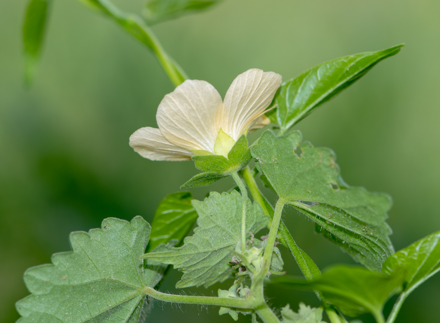 Изображение особи Pavonia burchellii.