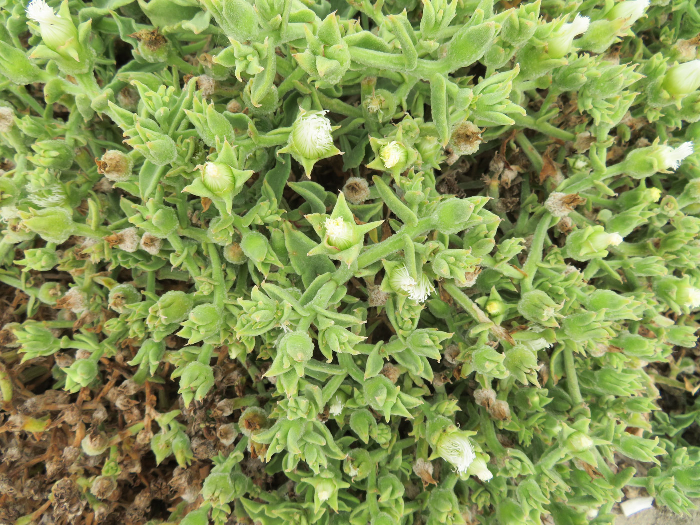 Image of Mesembryanthemum guerichianum specimen.