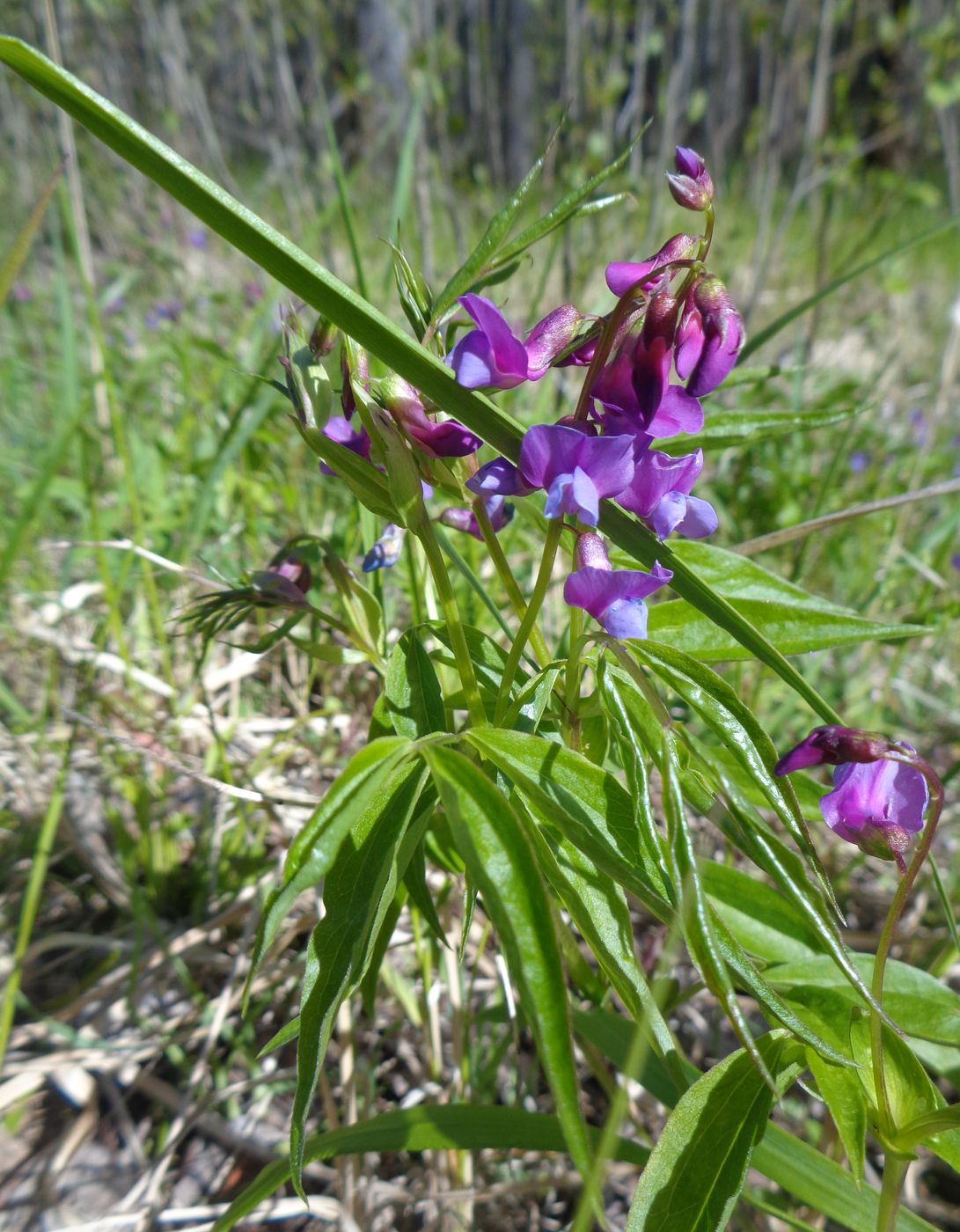 Image of Lathyrus vernus specimen.