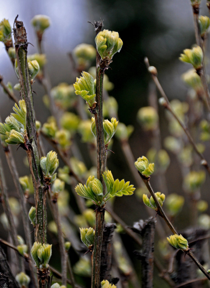 Изображение особи Caragana arborescens.