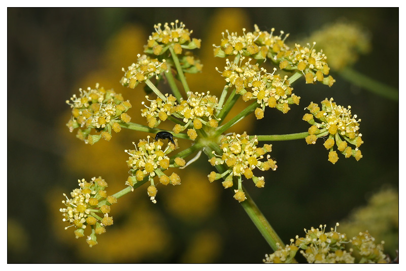 Изображение особи Xanthoselinum alsaticum.