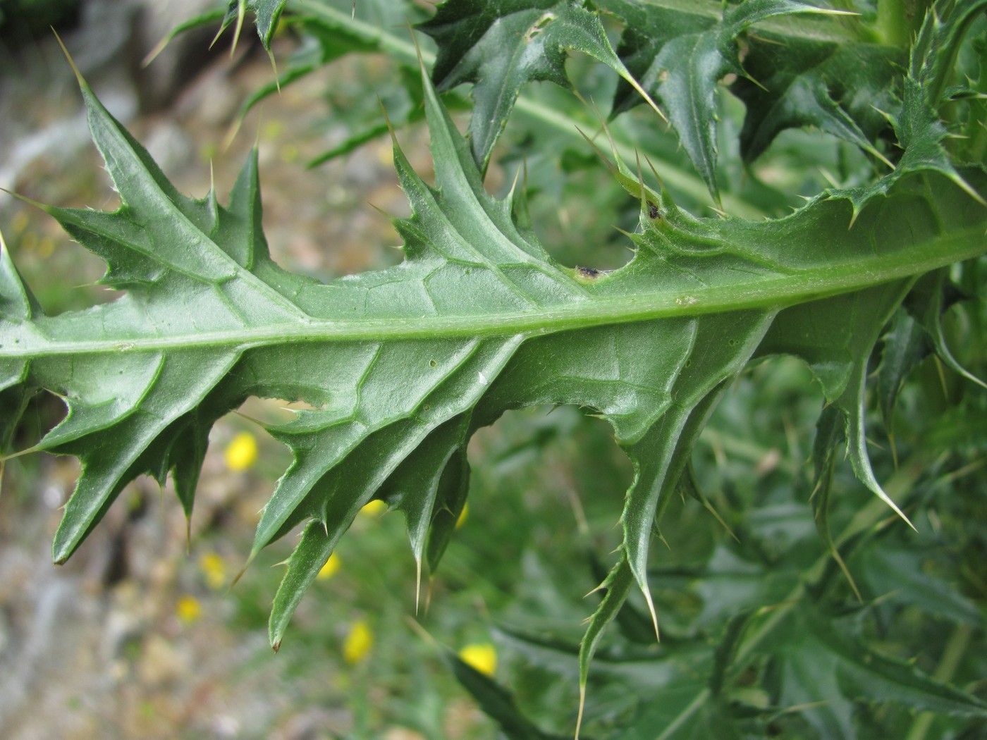 Image of Cirsium elbrusense specimen.