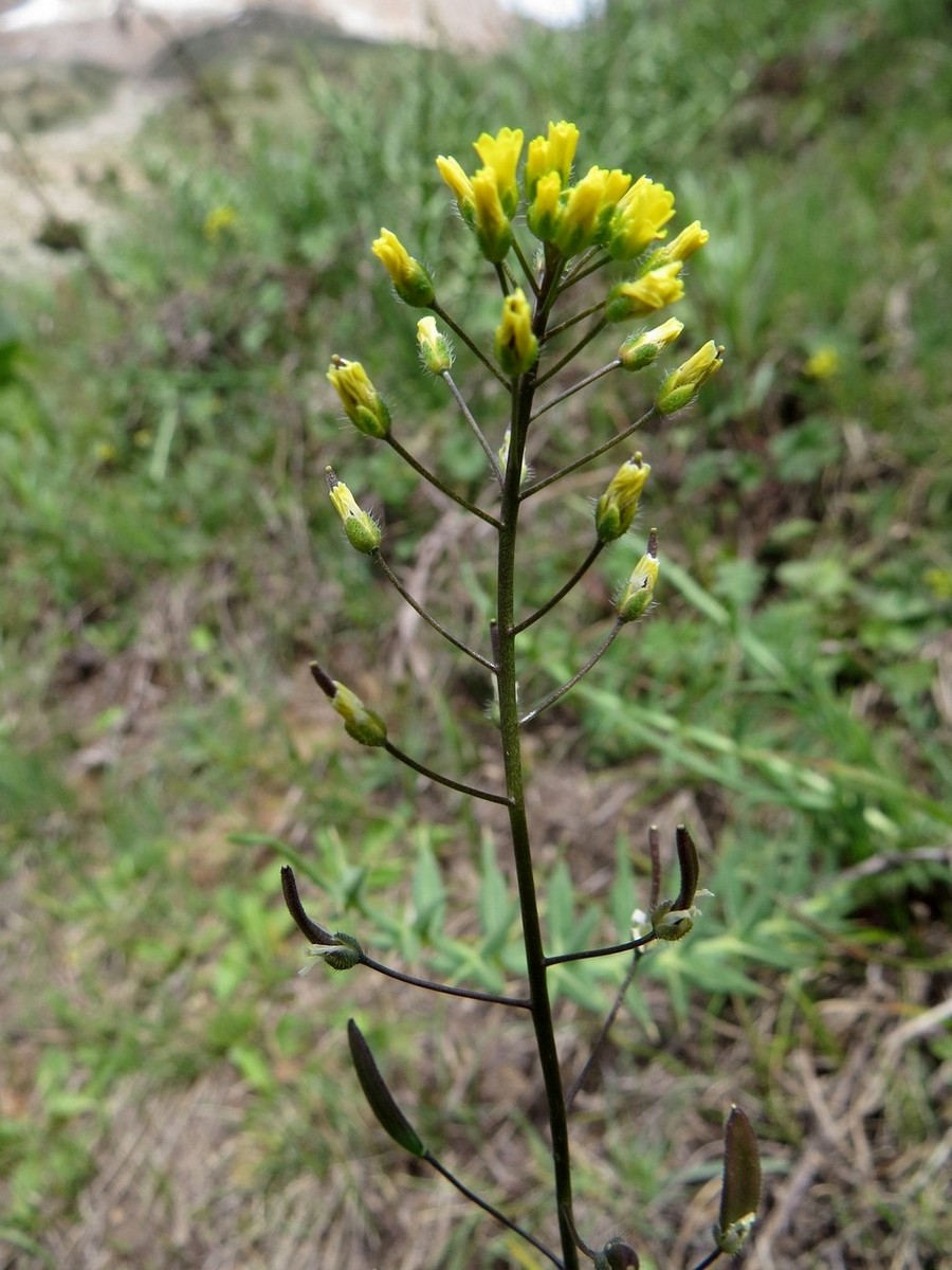 Image of Draba stenocarpa specimen.