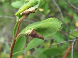 Spiraea crenata. Лист, поражённый вирусом. Кабардино-Балкария, Эльбрусский р-н, окр. с. Нейтрино, ок. 1850 м н.у.м., субальпийский луг. 09.07.2020.