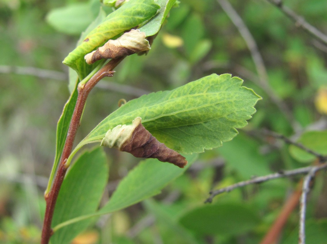 Изображение особи Spiraea crenata.