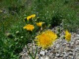 Sonchus arvensis