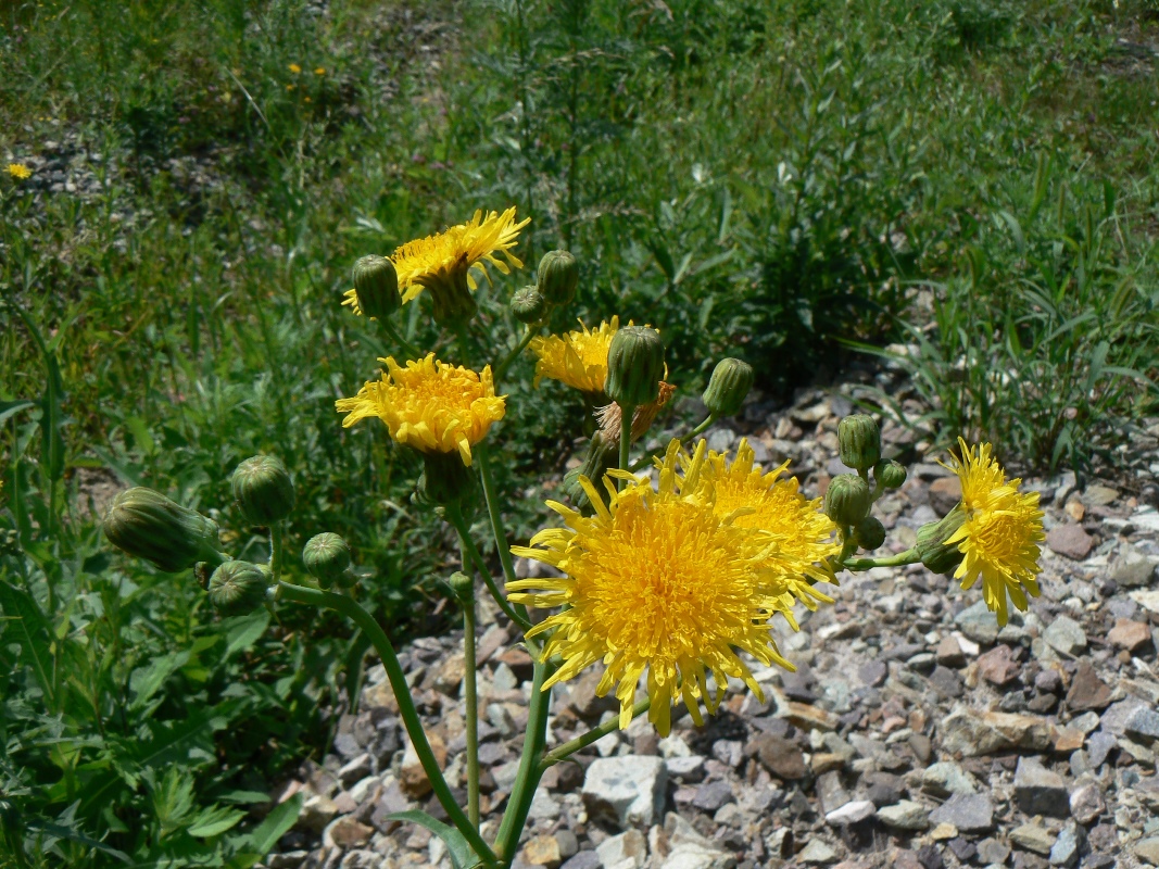 Изображение особи Sonchus arvensis.