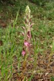 Anacamptis sancta