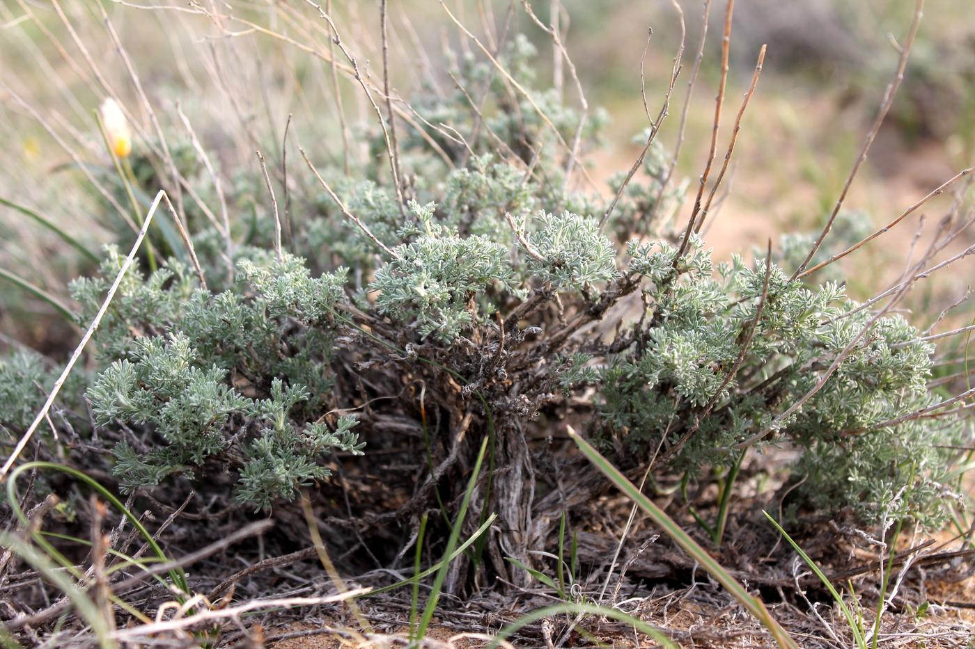 Изображение особи Artemisia terrae-albae.