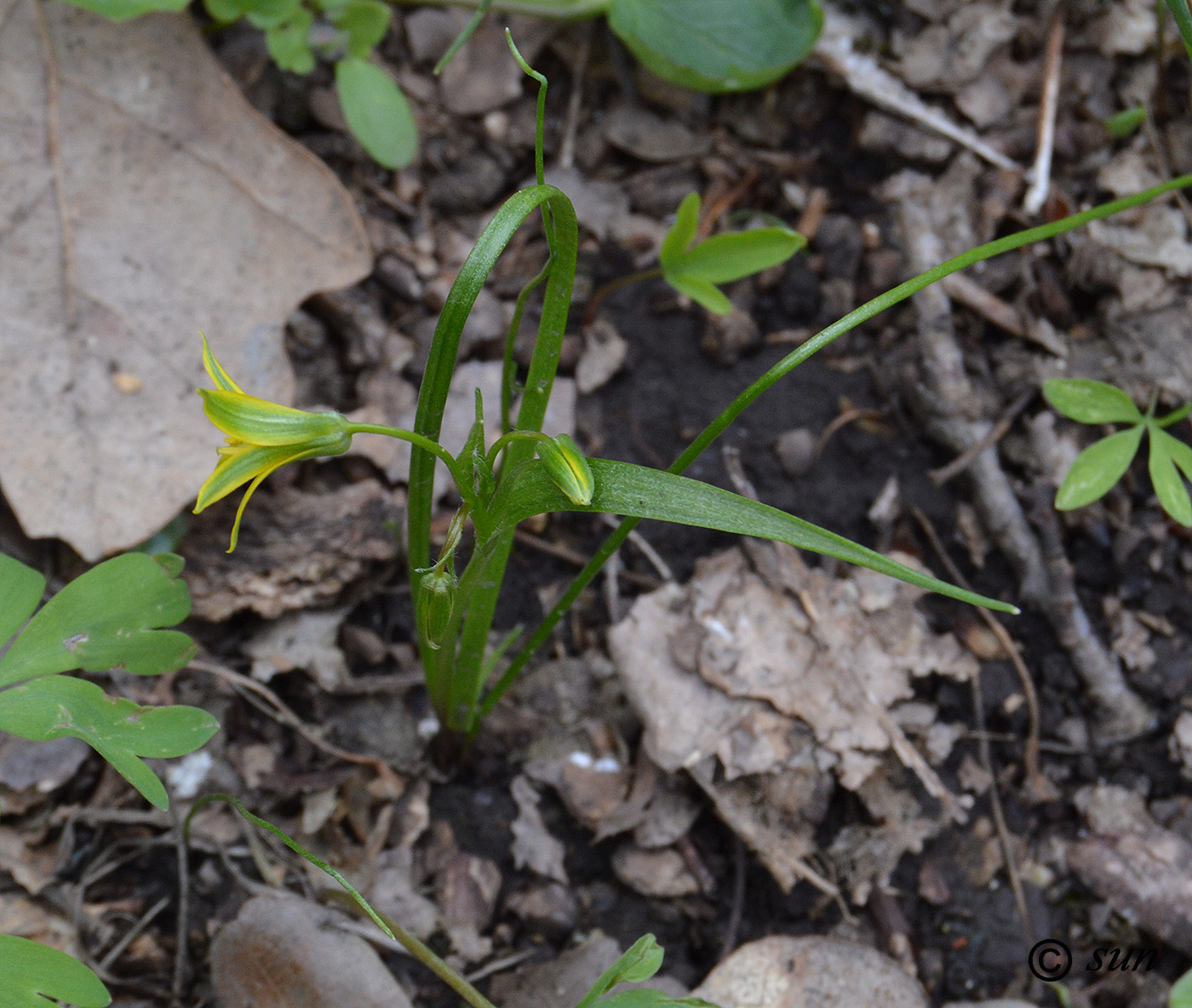 Image of Gagea lutea specimen.