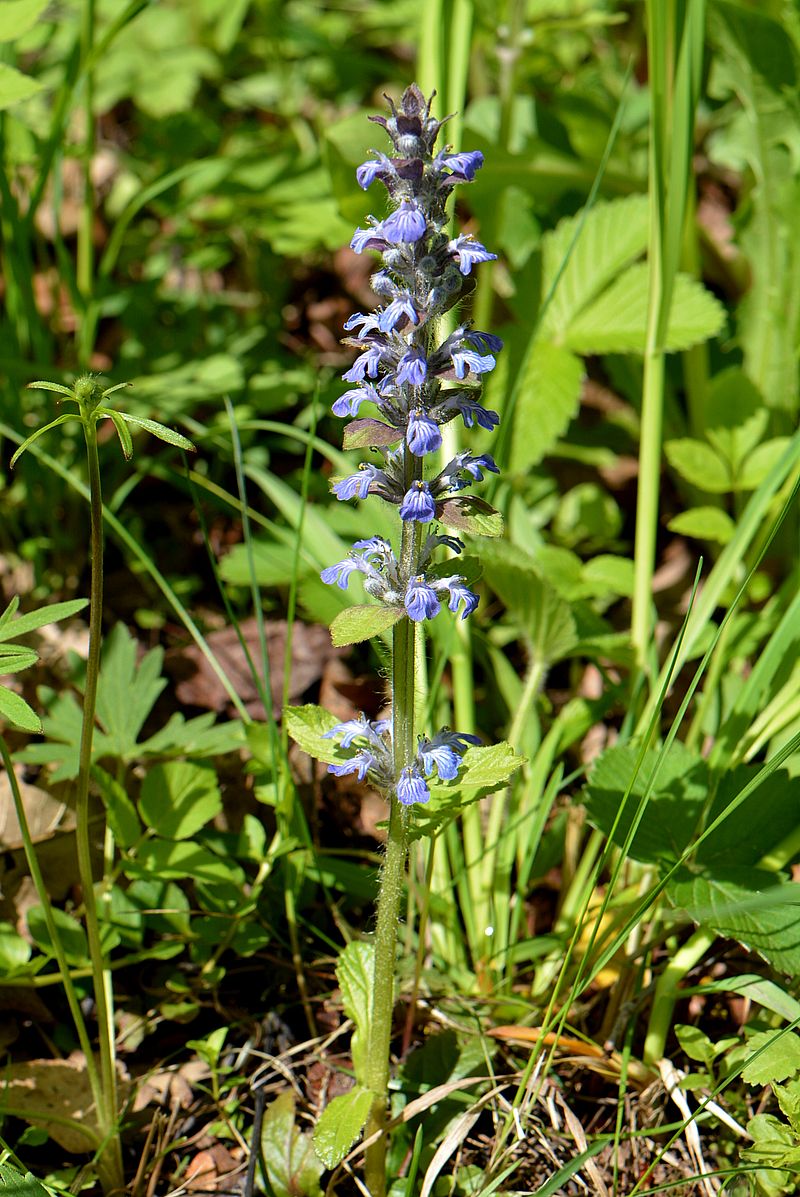 Image of Ajuga reptans specimen.