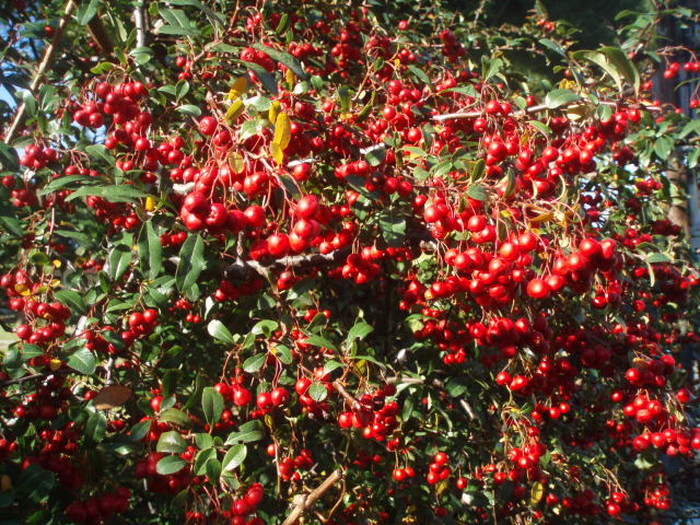 Image of Pyracantha coccinea specimen.